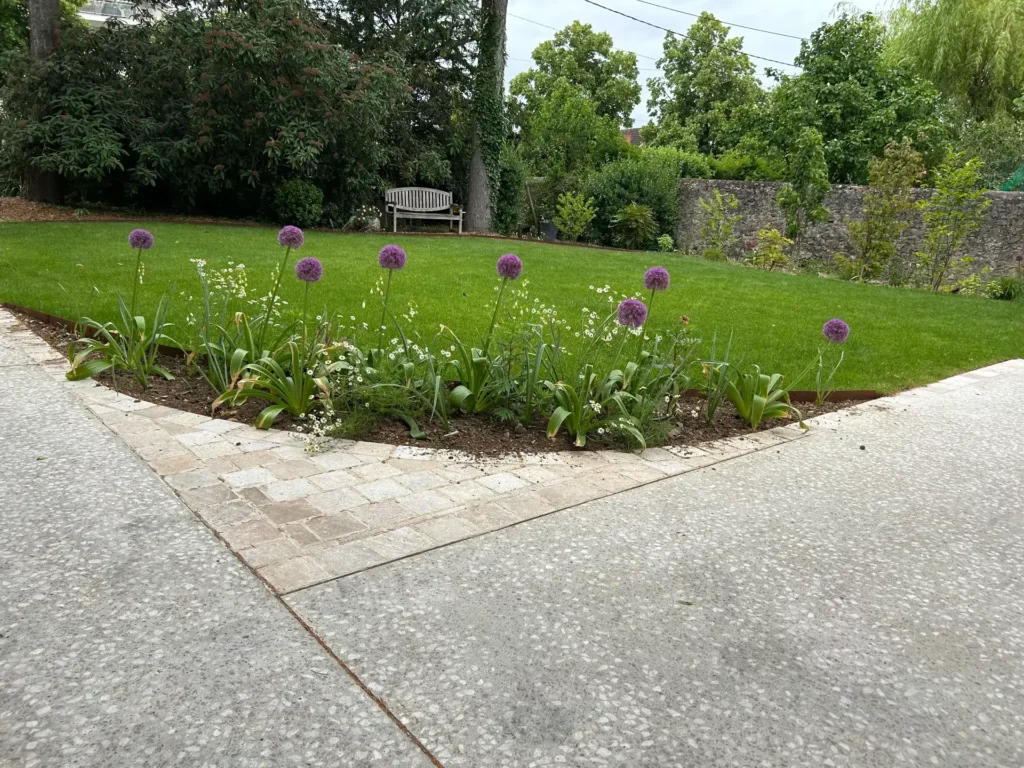 Jardin avec pelouse et alliums violets en bordure