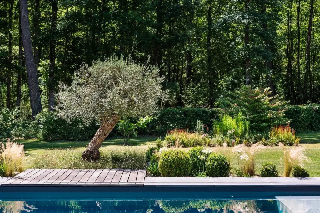 Jardin paysager avec piscine et olivier penché