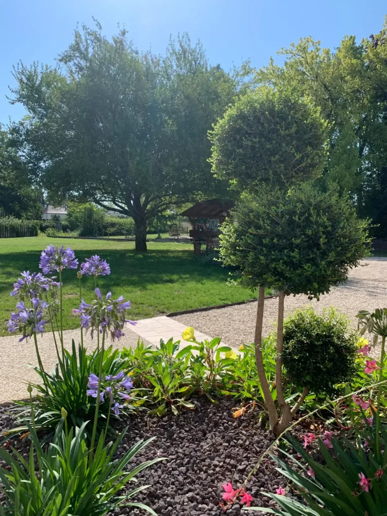 Jardin ensoleillé avec agapanthes et topiaire