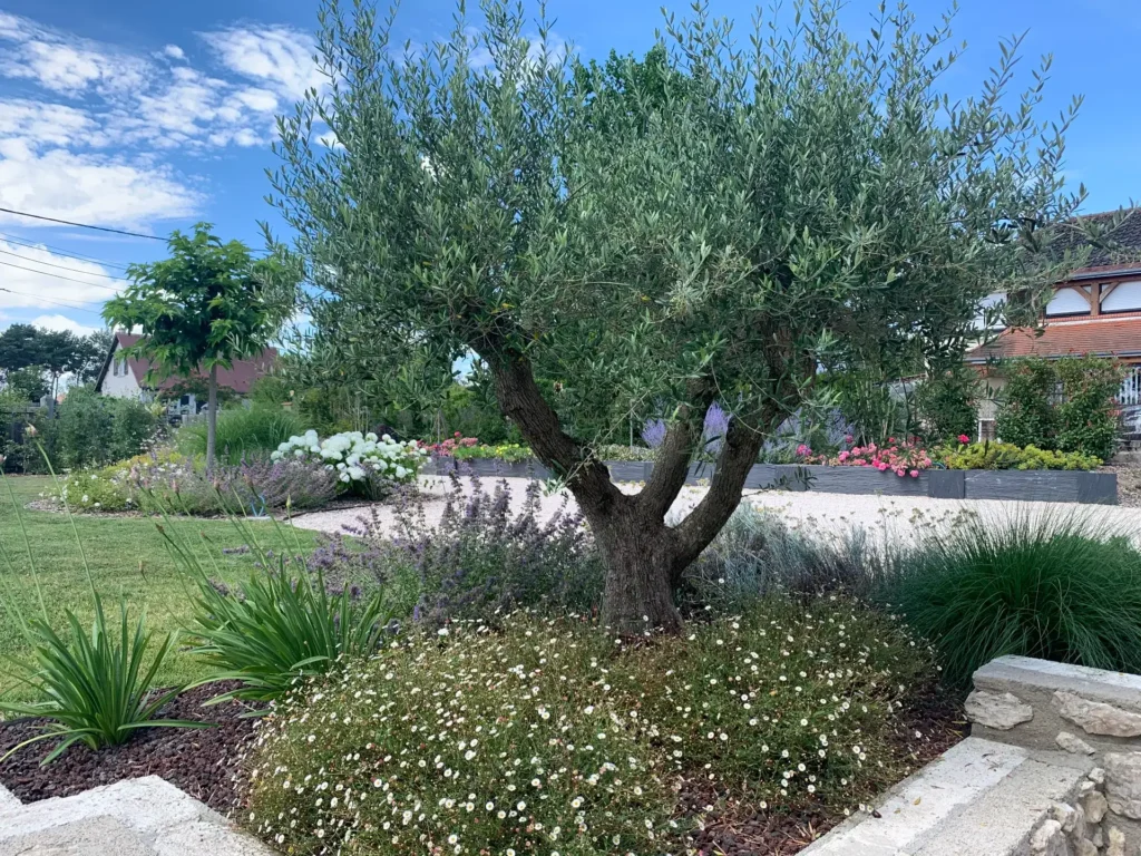 Olivier au centre d’un jardin paysager fleuri